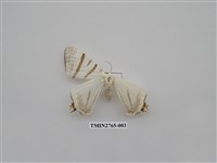 藏品(尺蛾335)的圖片